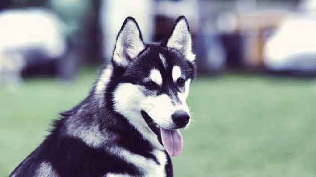 Creating A Husky Training Schedule For Consistency