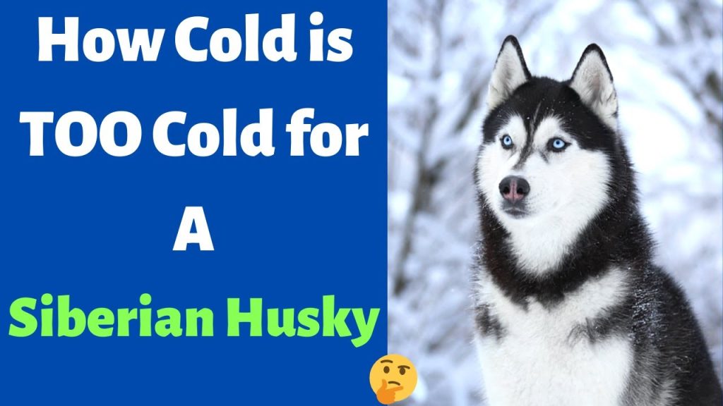 How Cold Can Husky Handle
