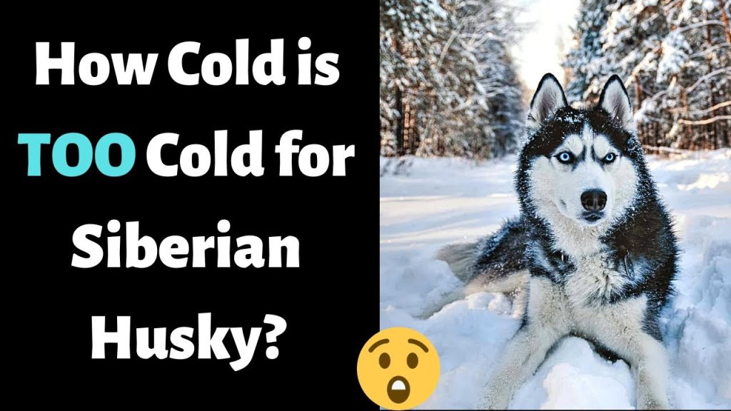 How Cold Can Husky Handle