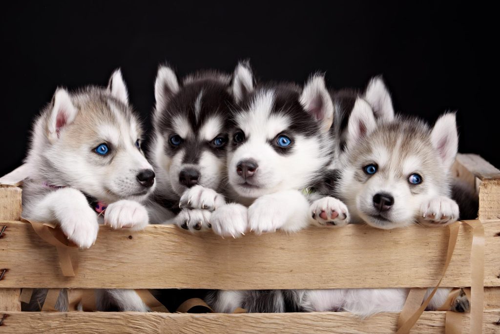 How Many Puppies Can A Husky Have