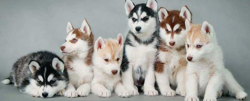 How Many Puppies Can A Husky Have