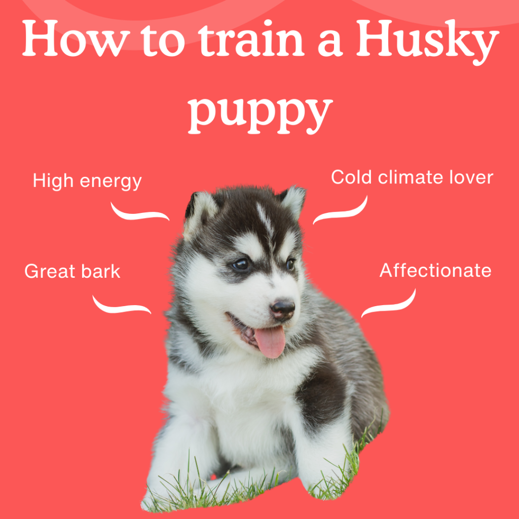 Positive Training Methods For Fearful Huskies