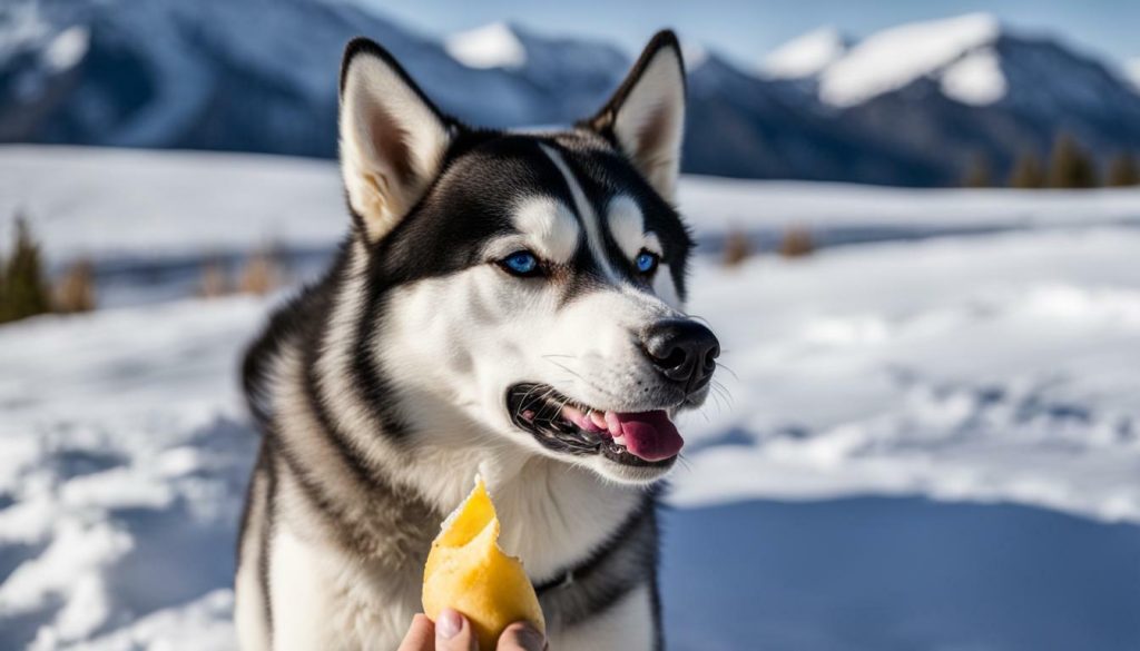 Husky enjoying a frozen banana treat