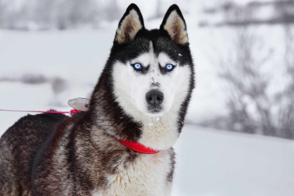 Do All Huskies Have Blue Eyes?
