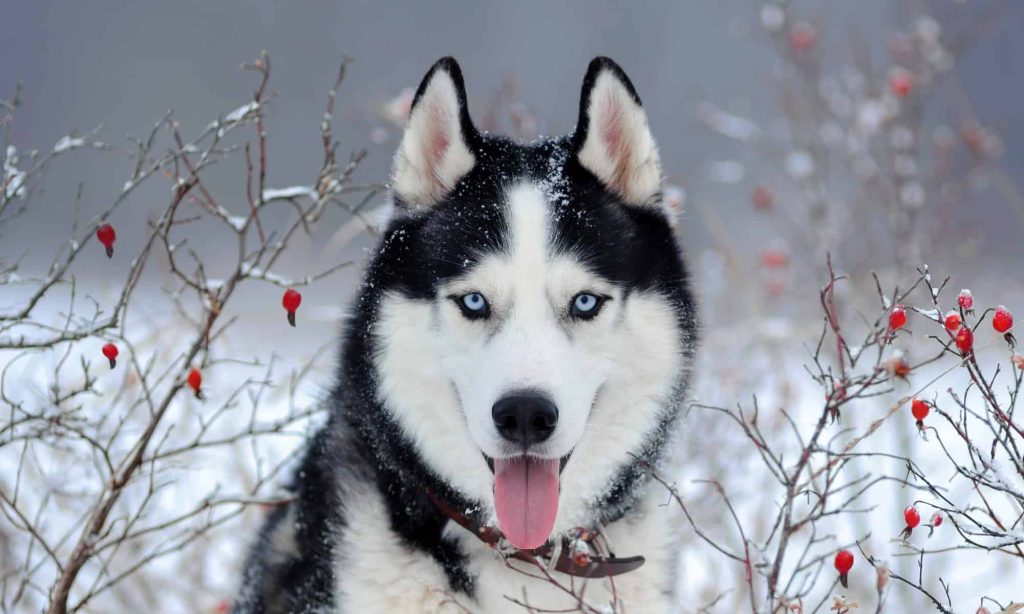 Do All Huskies Have Blue Eyes?