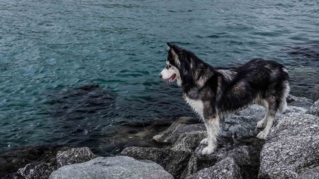 The Safety and Benefits of Swimming as Exercise for Huskies