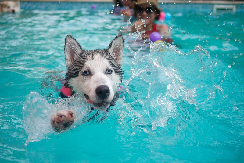 The Safety and Benefits of Swimming as Exercise for Huskies