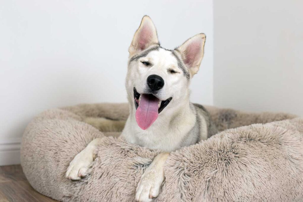 Top Exercise Toys for Huskies: Keeping Them Active and Engaged