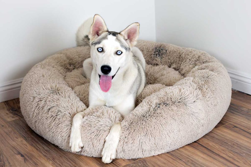 Top Exercise Toys for Huskies: Keeping Them Active and Engaged